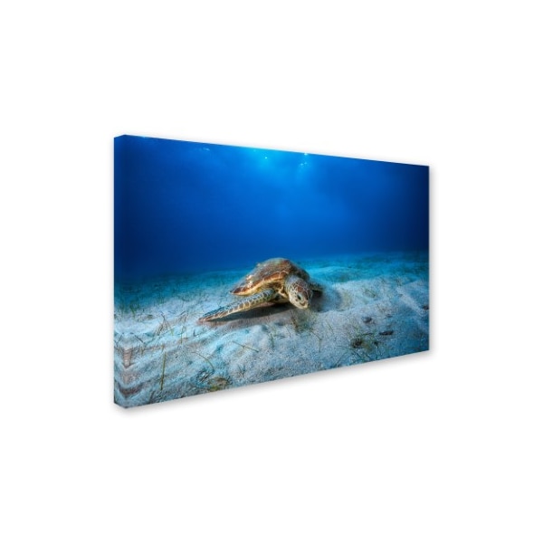 Barathieu Gabriel 'Green Turtle In The Blue' Canvas Art,12x19